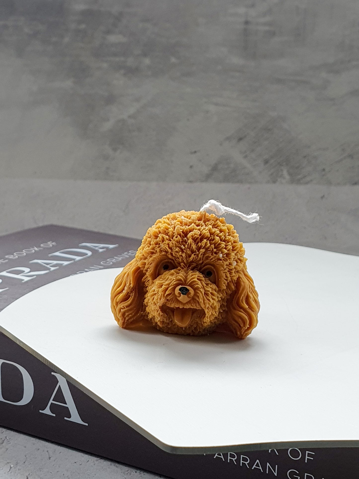 Brown mini dog head on a magazine