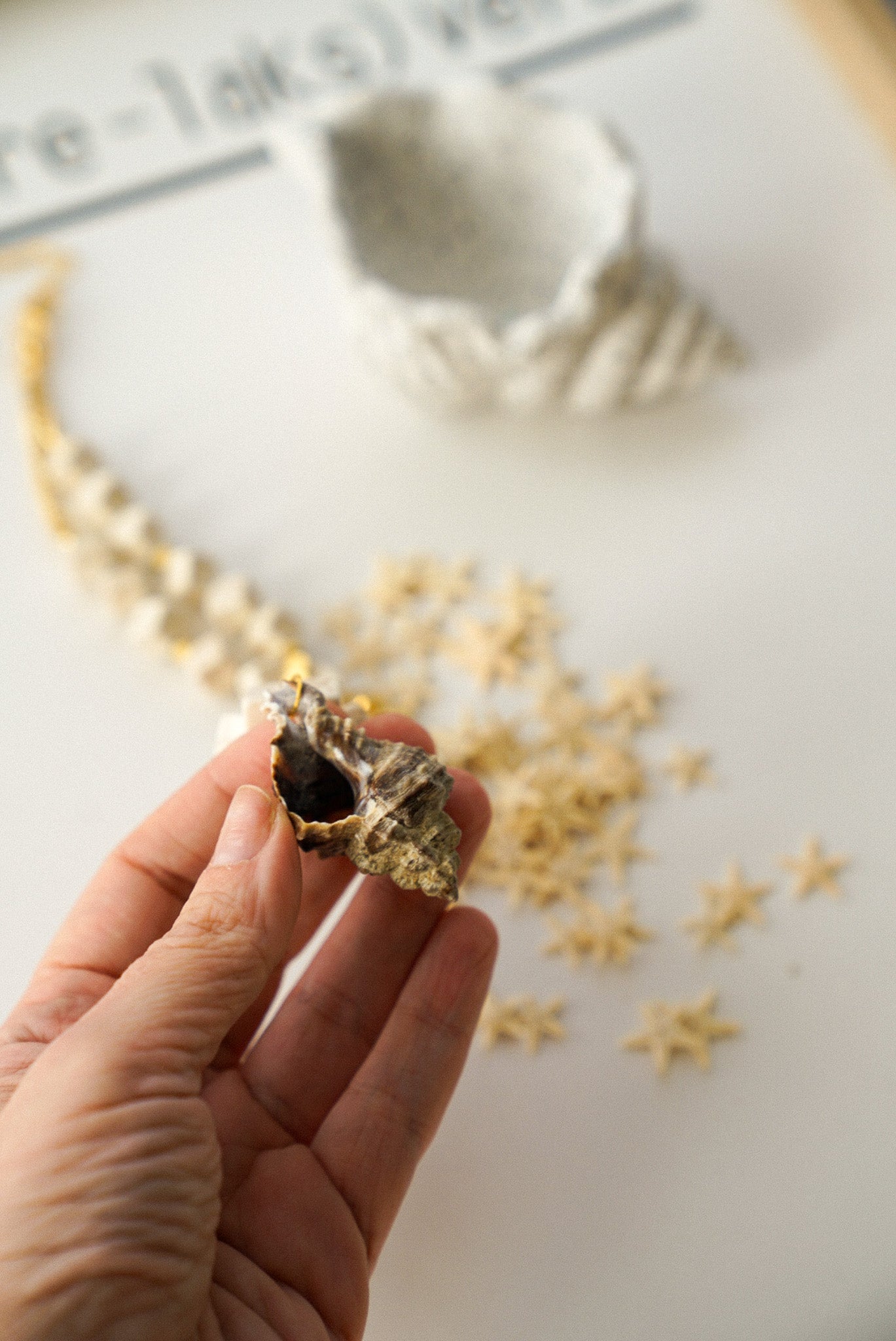 Hand holding a small shell with star-shaped objects and a shell in the background on a light surface.