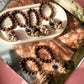 Handmade Sea Shell Napkin Rings with Wooden Beads