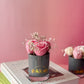 Rose Garden in Grey